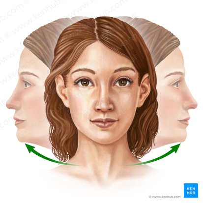 Rotation of head (Rotatio capitis); Image: Paul Kim