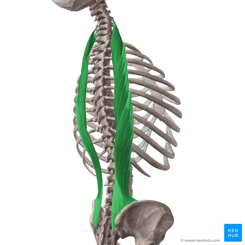 Iliocostalis muscle (Musculus iliocostalis)