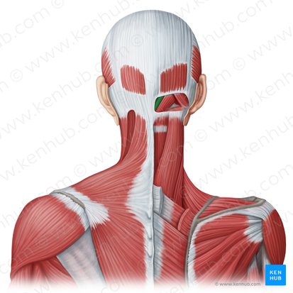 Musculus rectus capitis posterior minor (Kleiner hinterer gerader Kopfmuskel); Bild: Irina Münstermann