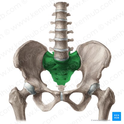 Sacro (Os sacrum); Imagem: Liene Znotina