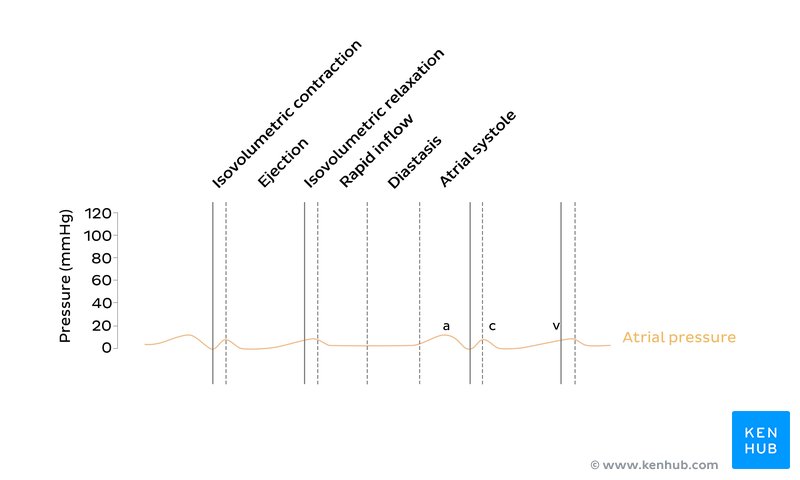 Atrial pressure in Wiggers diagram