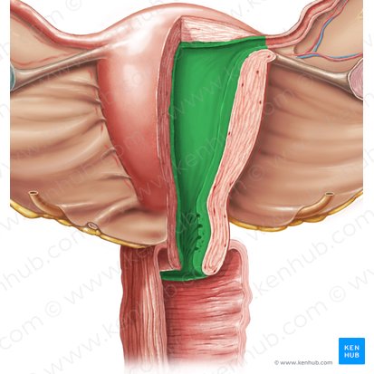 Endométrio (Endometrium); Imagem: Samantha Zimmerman