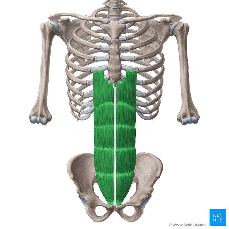 Rectus abdominis muscle (Musculus rectus abdominis)