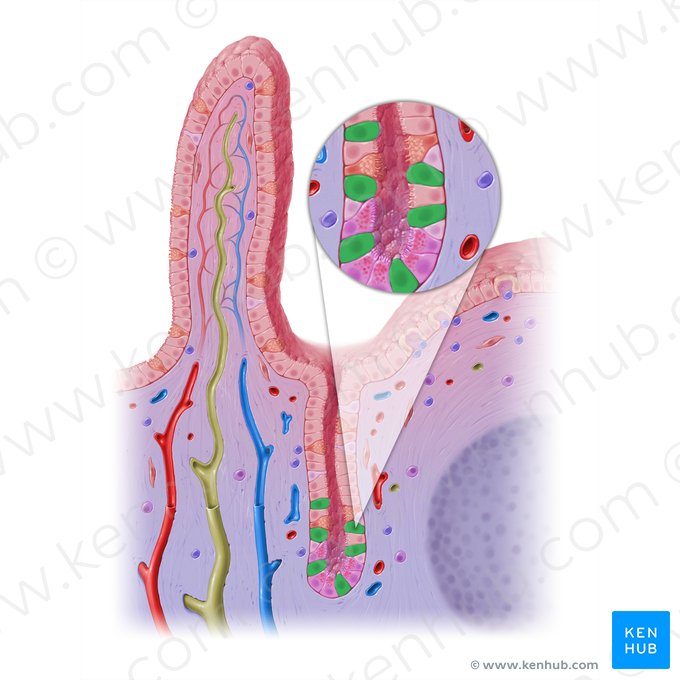 Célula madre gastrointestinal (Cellula staminalis gastrointestinalis); Imagen: Paul Kim