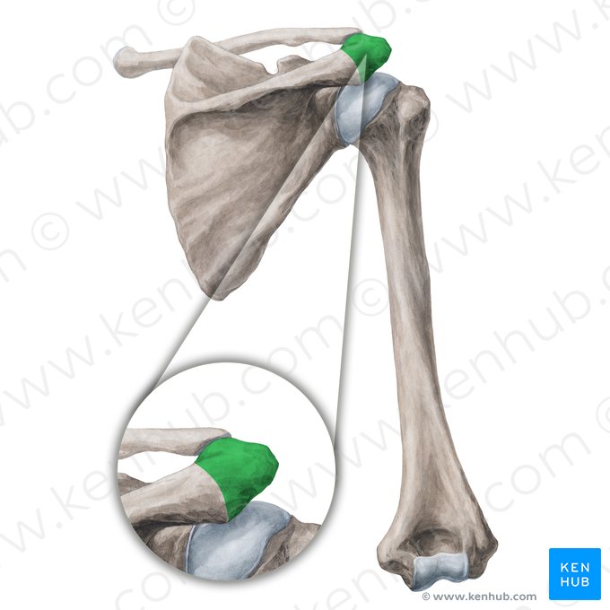 Acrômio da escápula (Acromion scapulae); Imagem: Yousun Koh