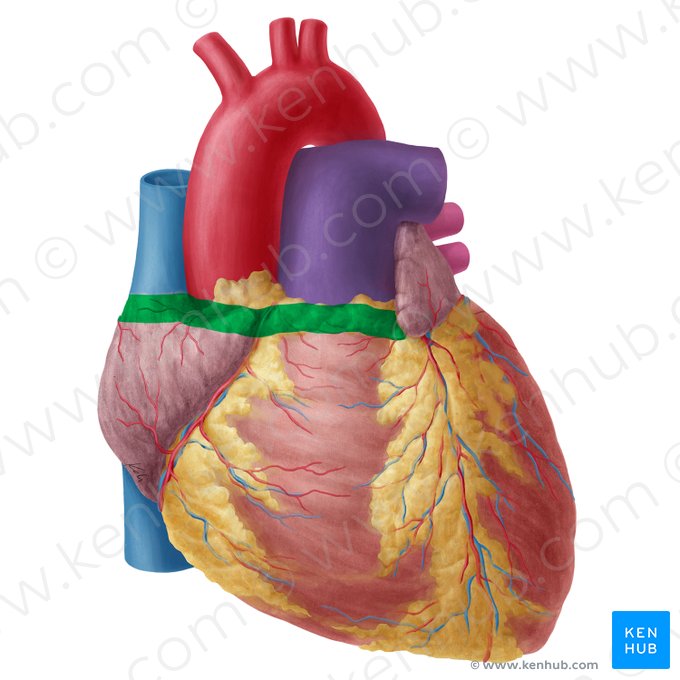Superior border of heart (Margo superior cordis); Image: Yousun Koh