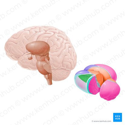 Núcleo dorsal lateral (Nucleus dorsalis lateralis); Imagen: Paul Kim