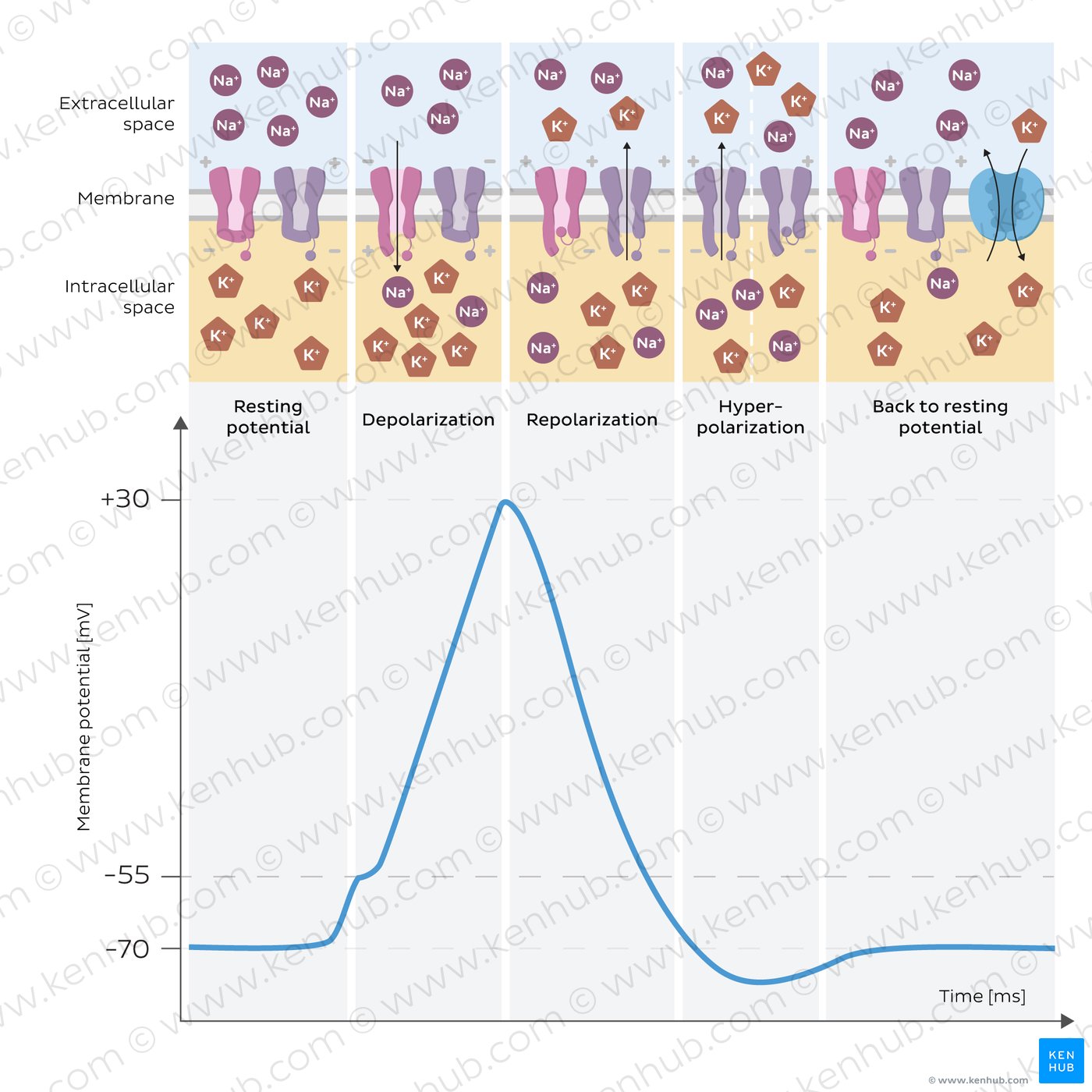 The different phases of the action potential and the activity of the respective ion channels.
