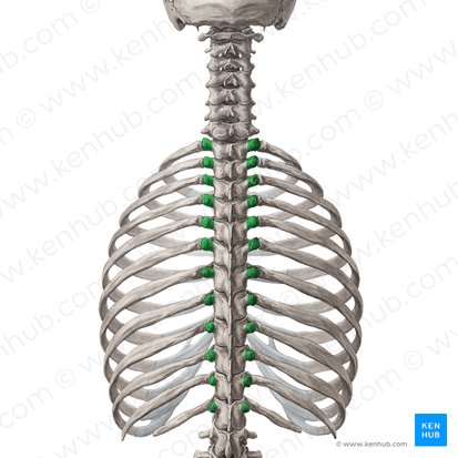 Processus transversi vertebrarum T1-T12 (Querfortsätze der Wirbel Th1-Th12); Bild: Yousun Koh