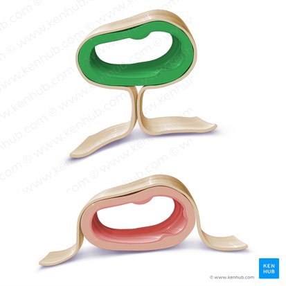 Organum intraperitoneale (Intraperitoneales Organ); Bild: Paul Kim