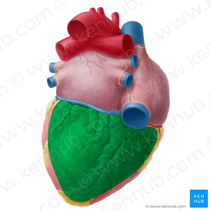 Superfície inferior do coração (Facies inferior cordis); Imagem: Yousun Koh