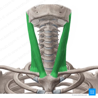 Músculo esternocleidomastoideo (Musculus sternocleidomastoideus); Imagen: Yousun Koh