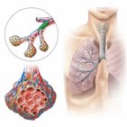 Respiratory system and lung development