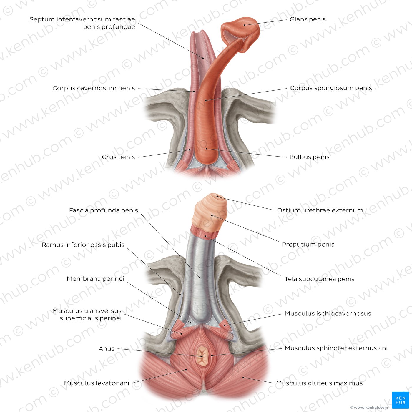 Verlichten Eed Nauwkeurig Penis - Anatomie, Versorgung, Funktion | Kenhub