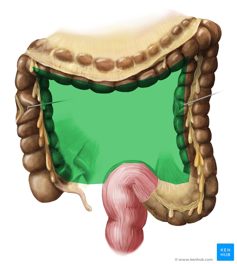 Infracolic compartment - ventral view