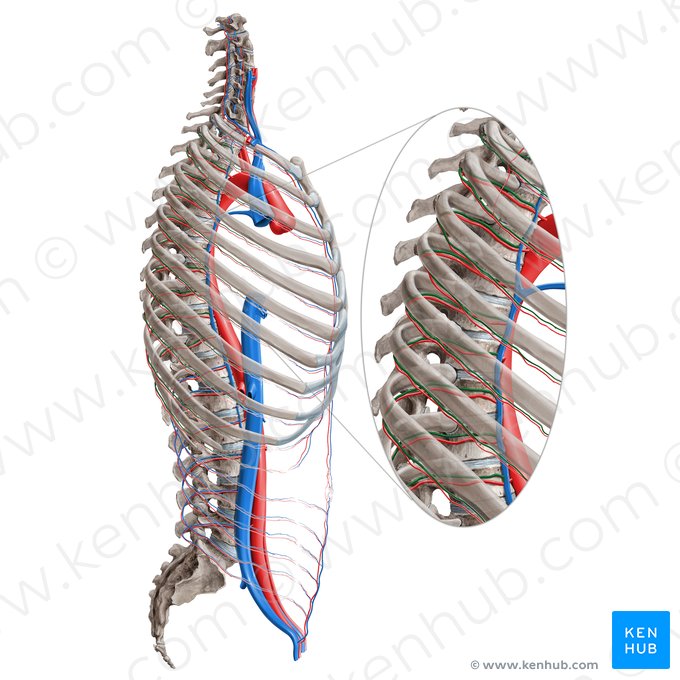 Veine intercostale postérieure (Vena intercostalis posterior); Image : Paul Kim