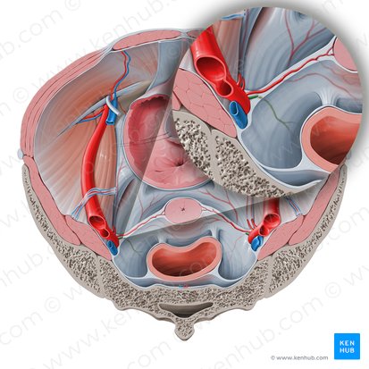 Arteria anorectalis media (Mittlere Mastdarmarterie); Bild: Paul Kim