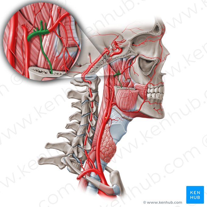 Pars mandibularis arteriae maxillaris (Unterkieferteil der Oberkieferarterie); Bild: Paul Kim