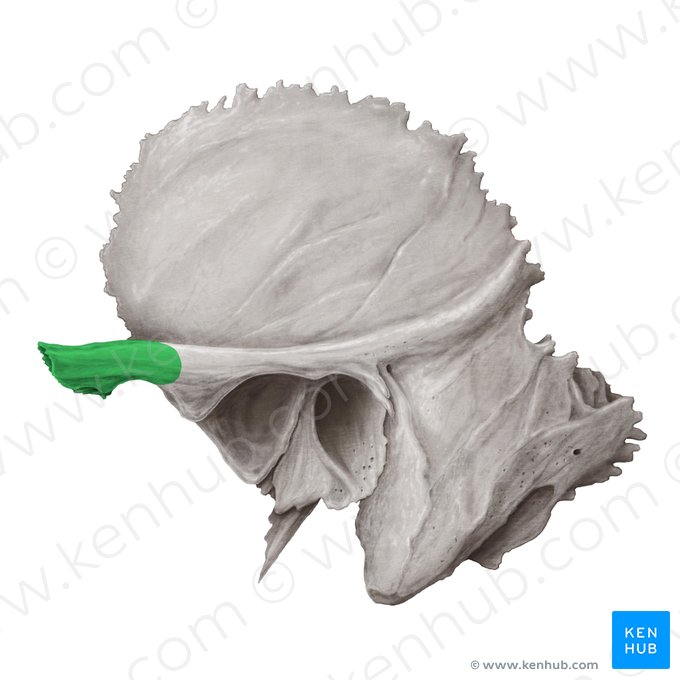 Processo zigomático do osso temporal (Processus zygomaticus ossis temporalis); Imagem: Samantha Zimmerman