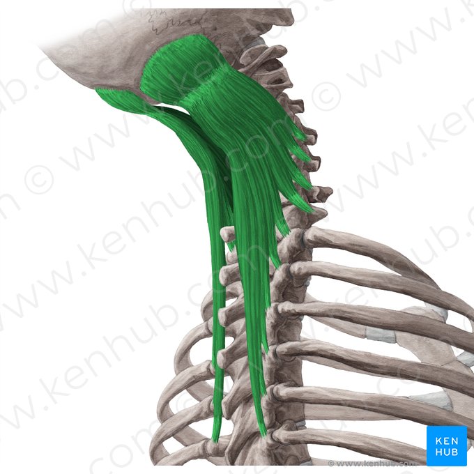 Músculo semiespinal da cabeça (Musculus semispinalis capitis); Imagem: Yousun Koh