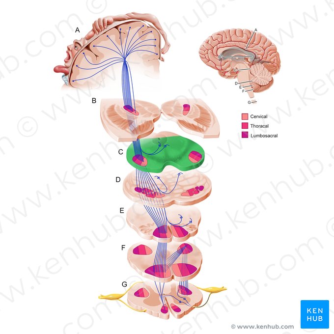 Pedúnculo cerebral (Pedunculus cerebri); Imagen: Paul Kim