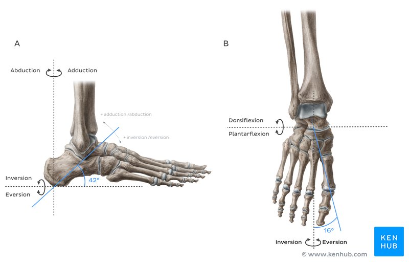 The long axis of the transverse tarsal joint is (A) inclined 15° superiorly from the transverse plane and (B) inclined 9° from the sagittal plane