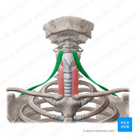 Musculus omohyoideus (Schulter-Zungenbeinmuskel); Bild: Yousun Koh