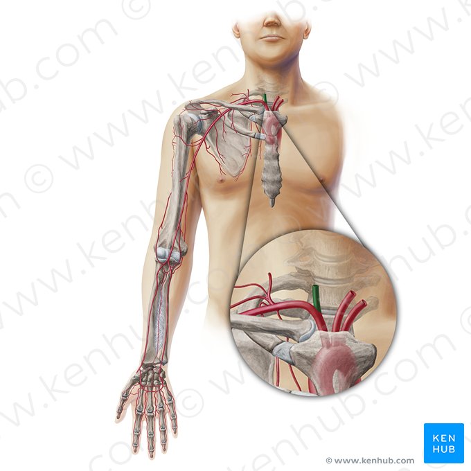 Right common carotid artery (Arteria carotis communis dextra); Image: Paul Kim