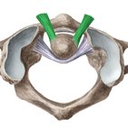 Alar ligament