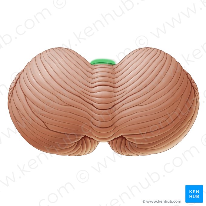 Incisura cerebelar anterior (Incisura anterior cerebelli); Imagem: Paul Kim