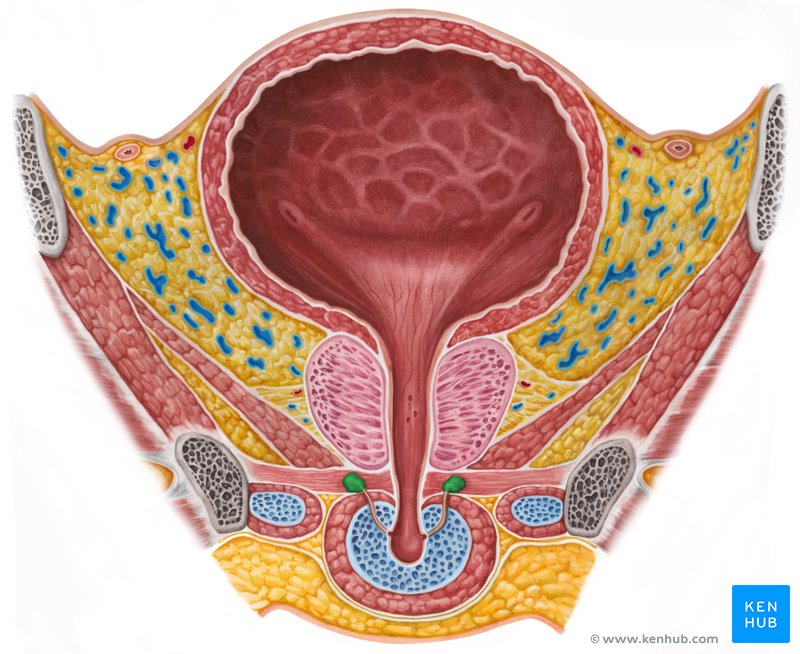 Bulbourethral gland - ventral view