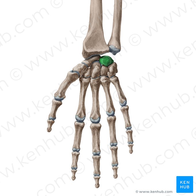 Lunate bone (Os lunatum); Image: Yousun Koh