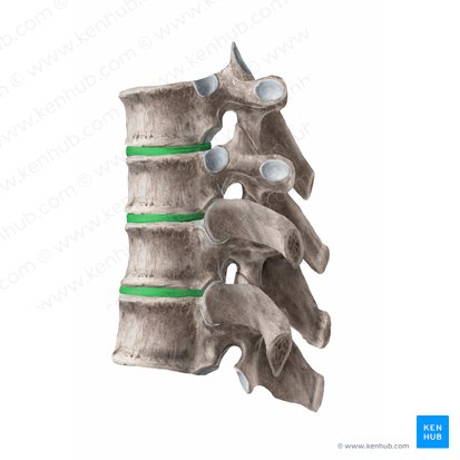 Intervertebral disc (Discus intervertebralis); Image: Begoña Rodriguez