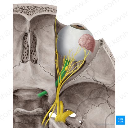 Nervio óptico (Nervus opticus); Imagen: Yousun Koh