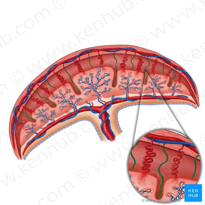 Maternal veins (Venae maternae); Image: Irina Münstermann