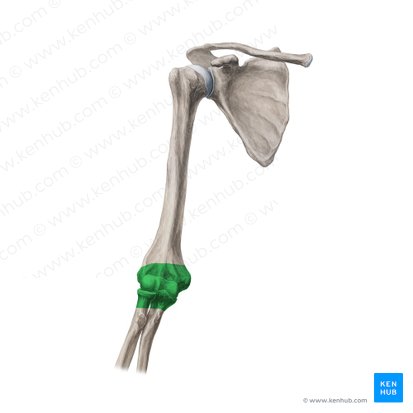 Hinge joint (Ginglymus); Image: Yousun Koh