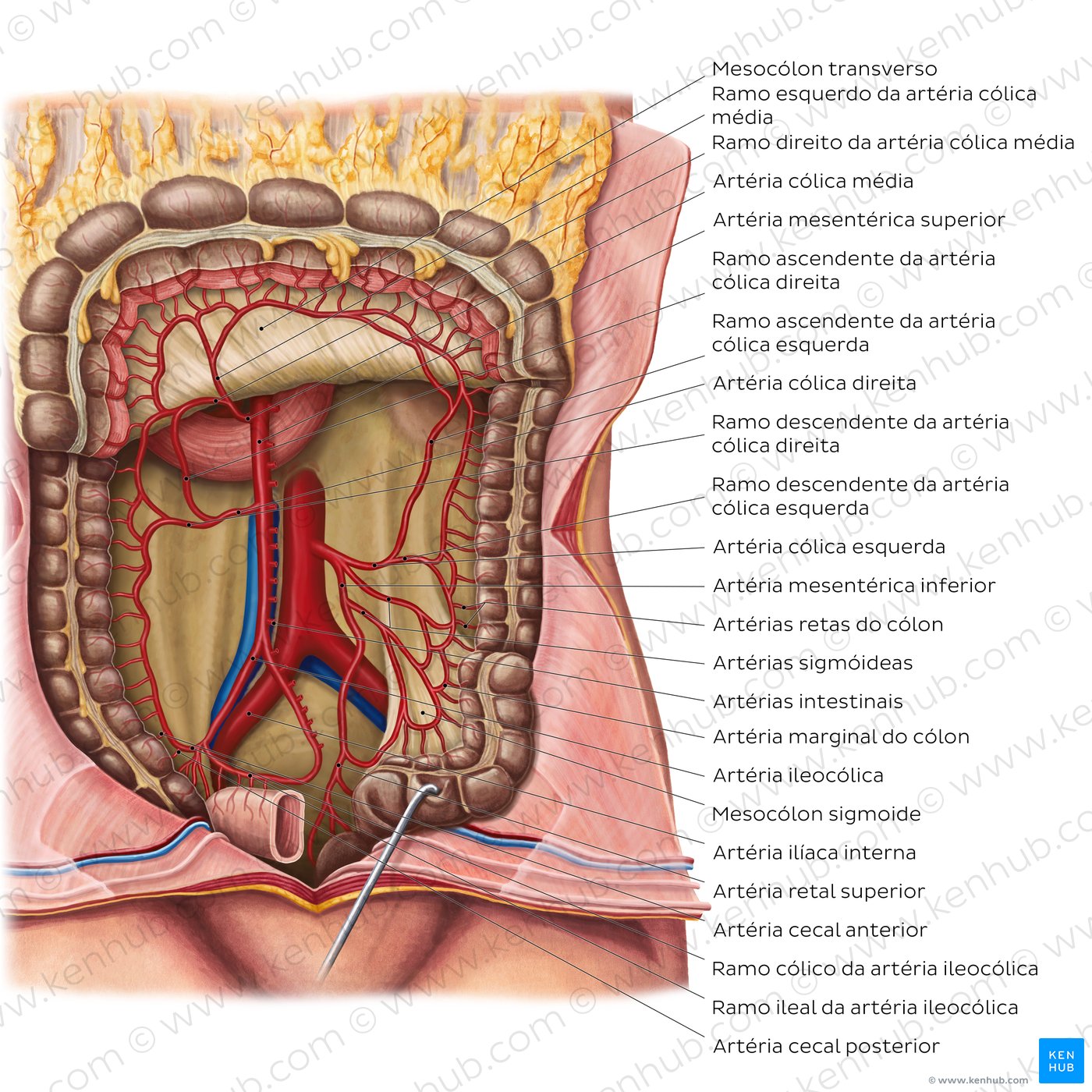 Artérias do intestino grosso - vista anterior