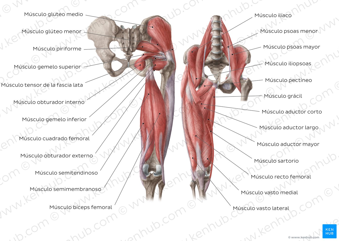 Músculos de la cadera: Anatomía, funciones, inervación | Kenhub