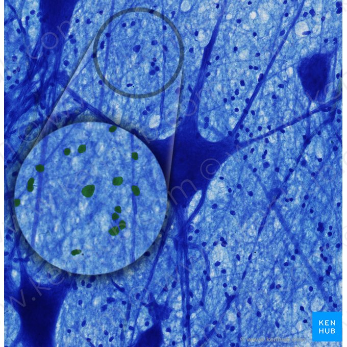 Células gliais (Neuroglia); Imagem: 