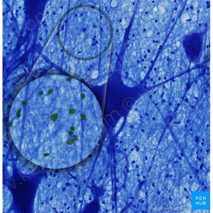 Células gliales (Neuroglia); Imagen: 