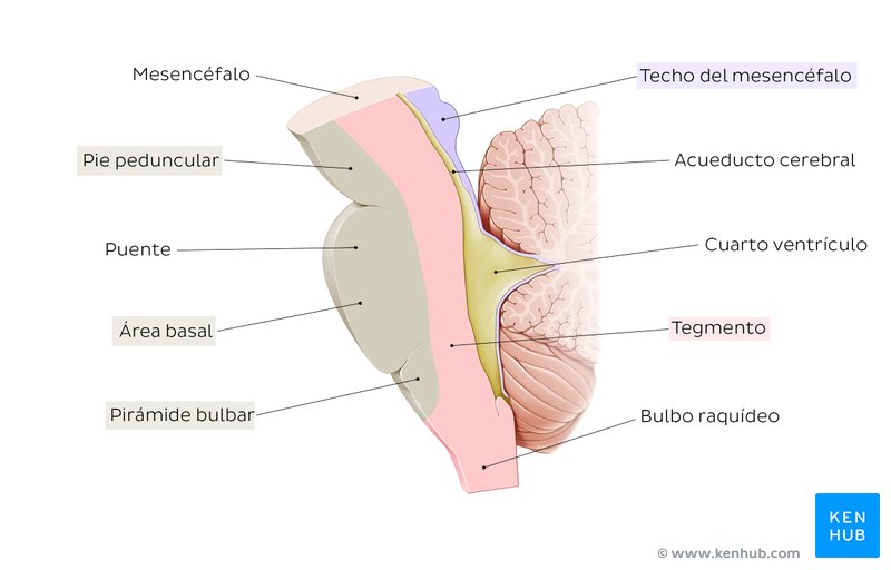 Techo, tegmento y área basal del tronco encefálico (diagrama)