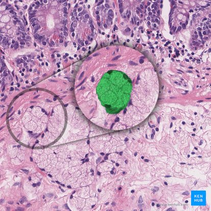 Duodenal submucosal gland (of Brunner) (Glandula submucosa duodenalis); Image: 