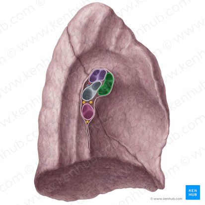 Left superior pulmonary vein (Vena pulmonalis superior sinistra); Image: Yousun Koh
