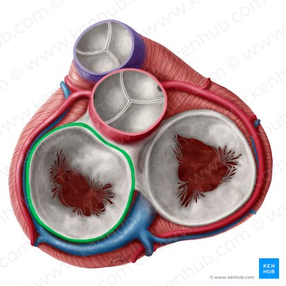 Anel fibroso da valva mitral (Anulus fibrosus valvae atrioventricularis sinistrae); Imagem: Yousun Koh