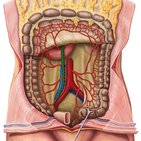 Artérias, veias e nervos do intestino grosso