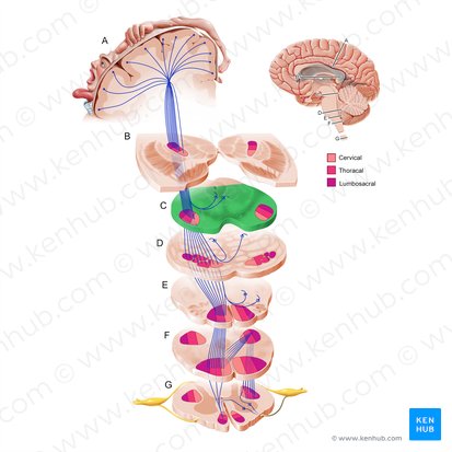 Cerebral peduncle (Pedunculus cerebri); Image: Paul Kim