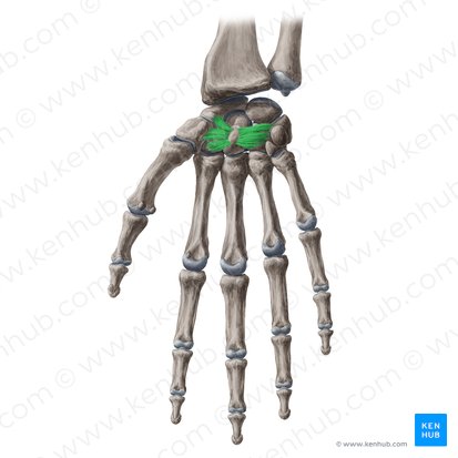 Ligamentum radiatum carpi (Strahlenförmiges Handwurzelband); Bild: Yousun Koh