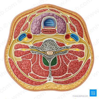 Músculo multífido (Musculus multifidus); Imagen: Irina Münstermann