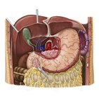 Arteries of the stomach, liver and gallbladder