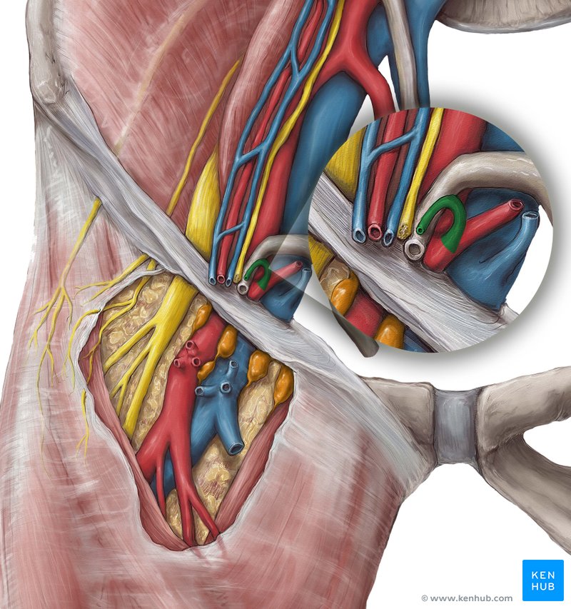 Artéria cremastérica (vista anterior)